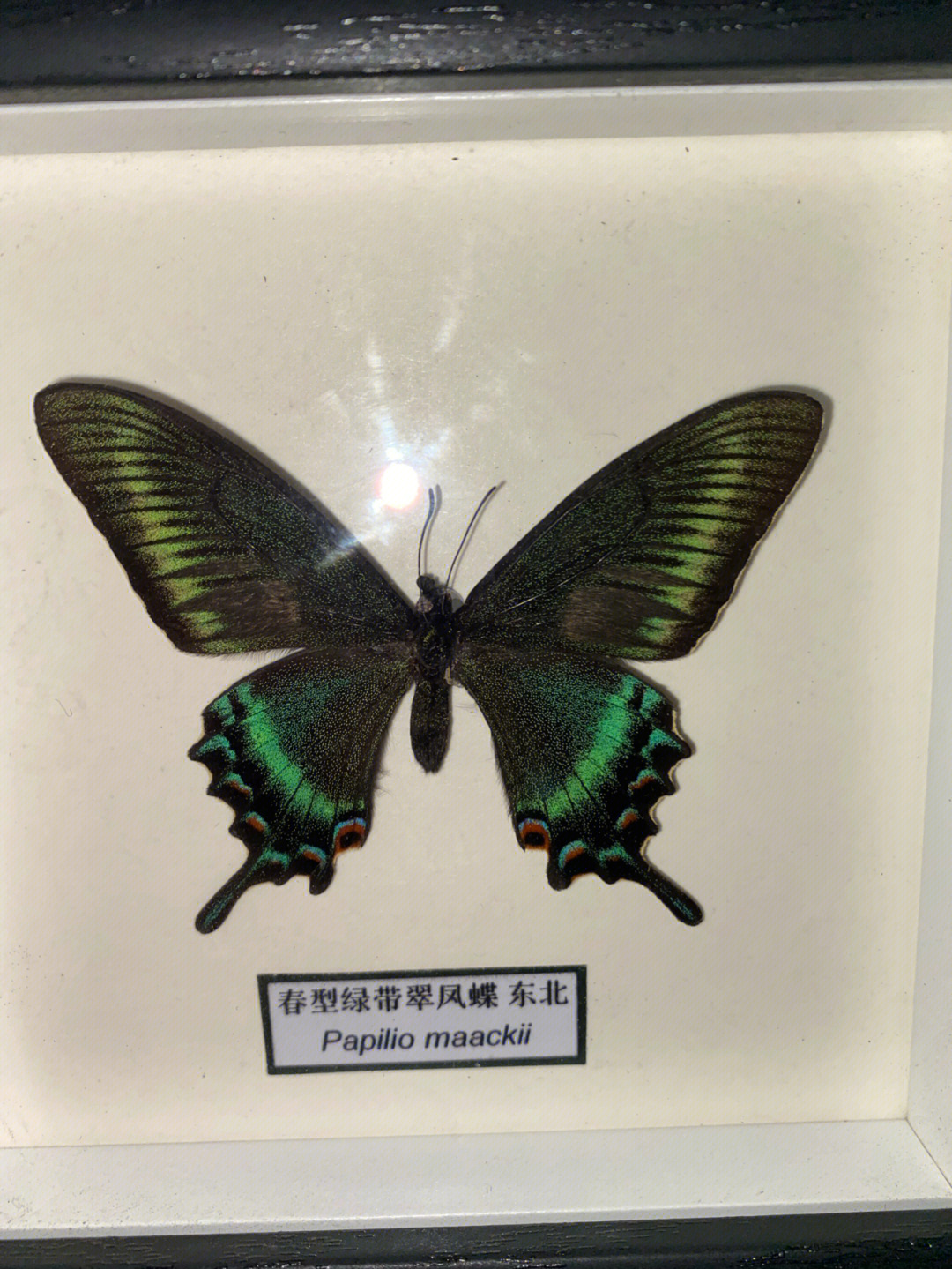 绿带翠凤蝶公母图片