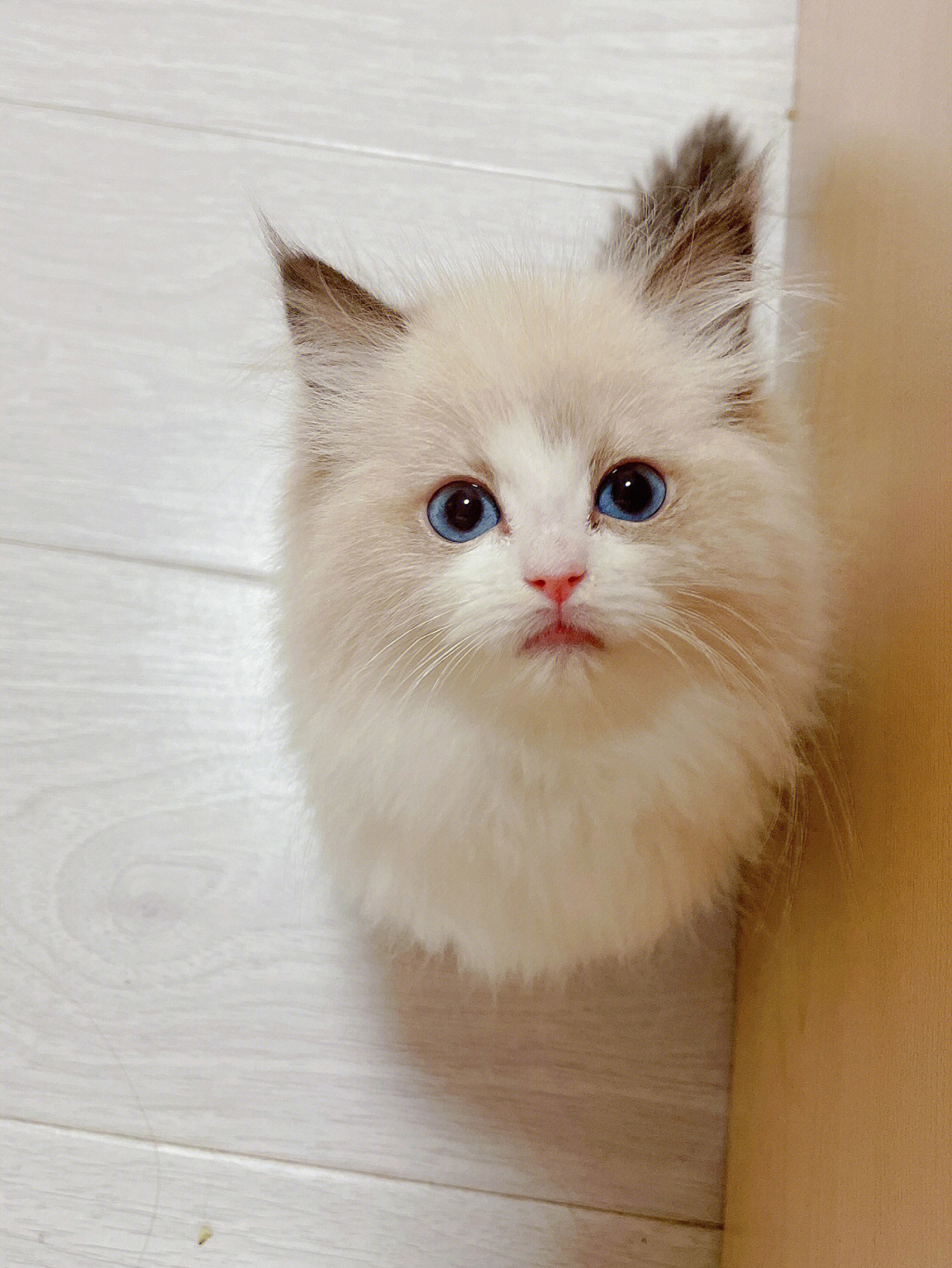 超级可爱的小猫咪