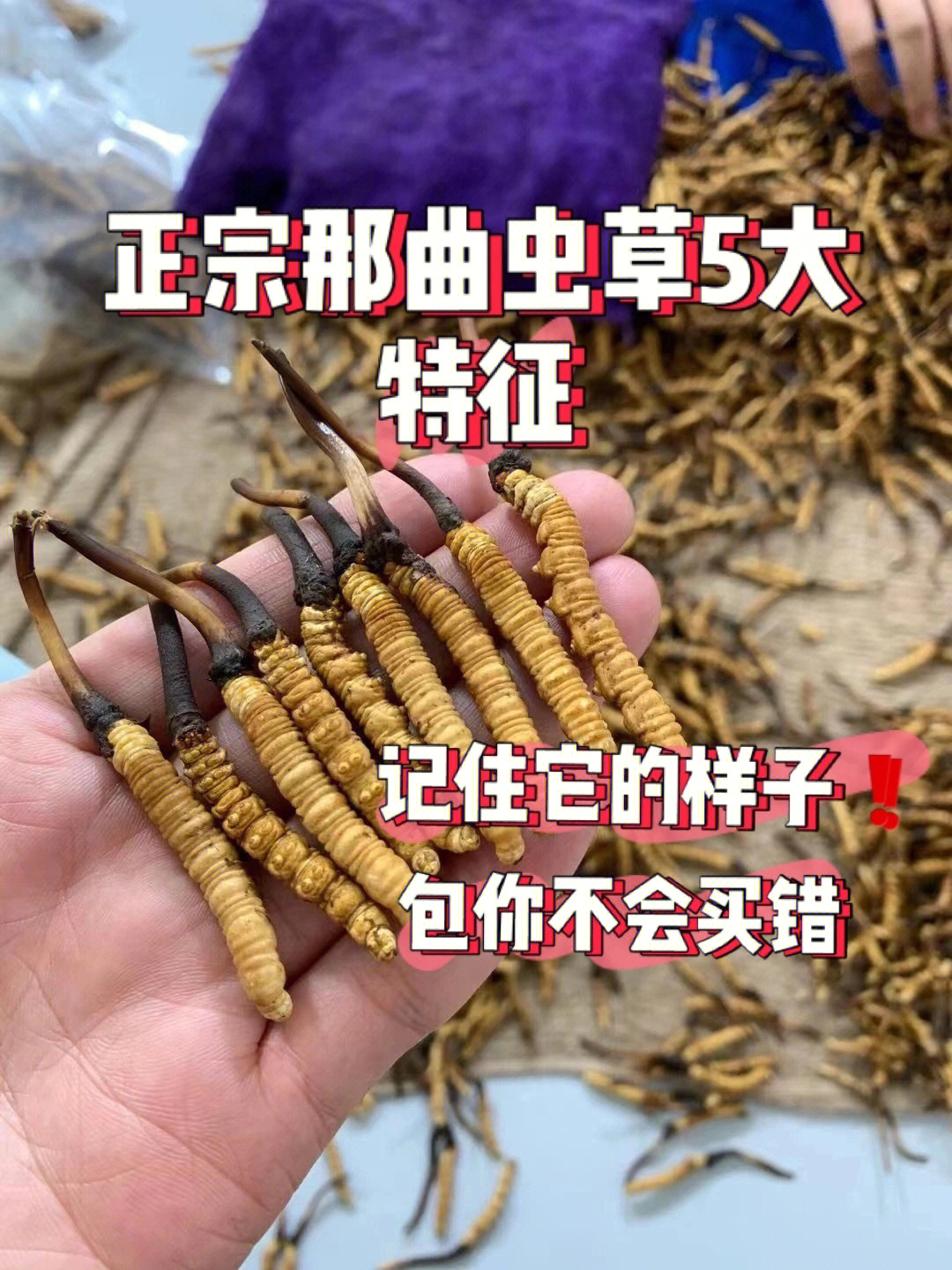 狼巴子图片图片