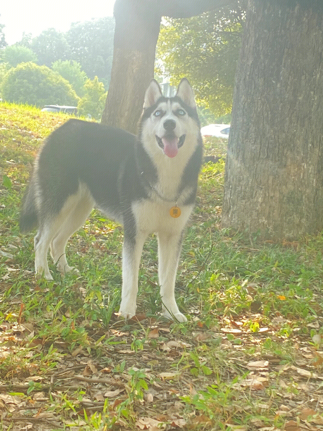 西伯利亚梗犬图片图片