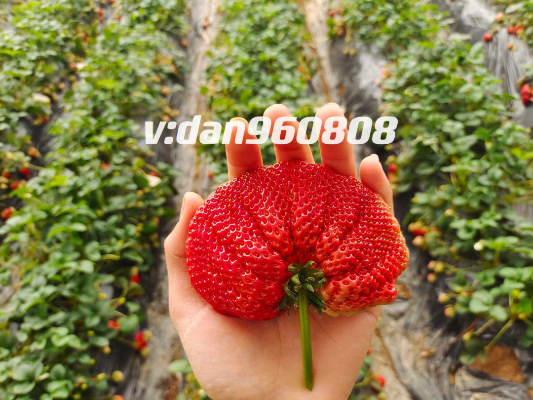 多倍体草莓空心图片