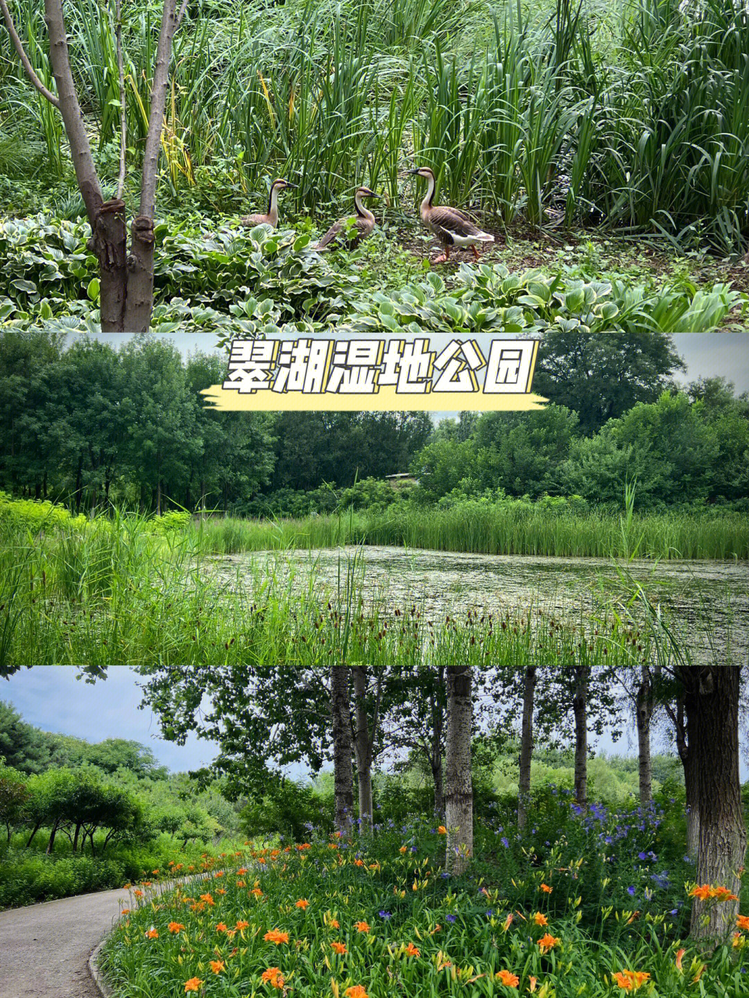 98玩玩玩·北京最傲娇的翠湖湿地公园98