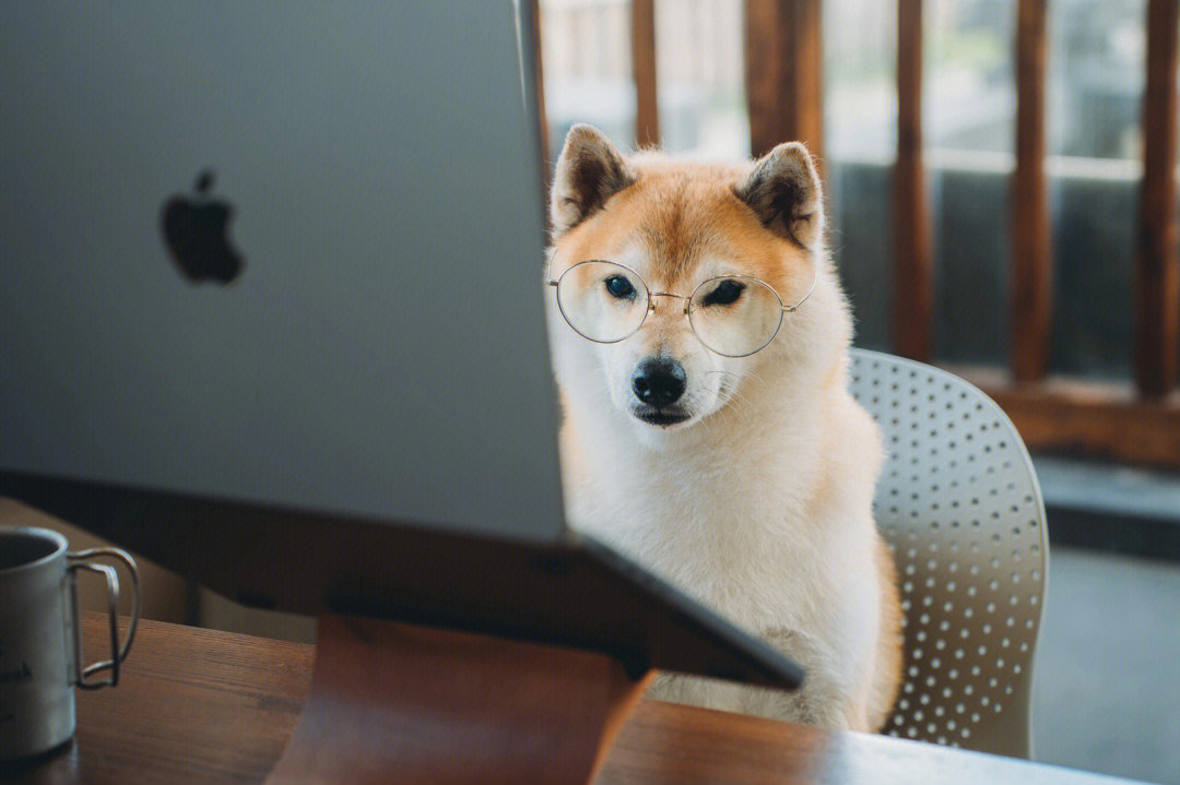 柴犬看书图片