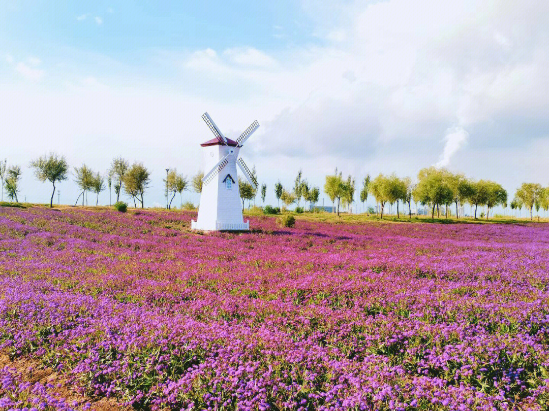 呼和浩特的普罗旺斯薰衣草庄园