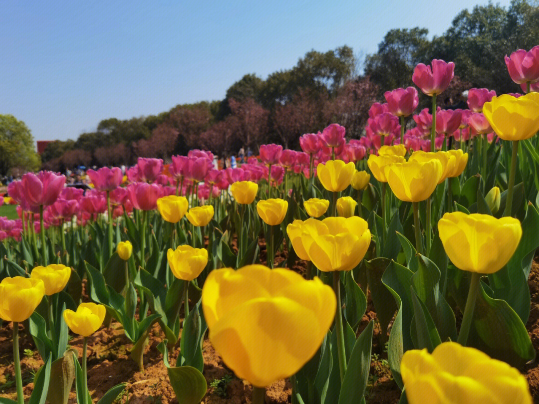 南昌凤凰沟郁金香花海