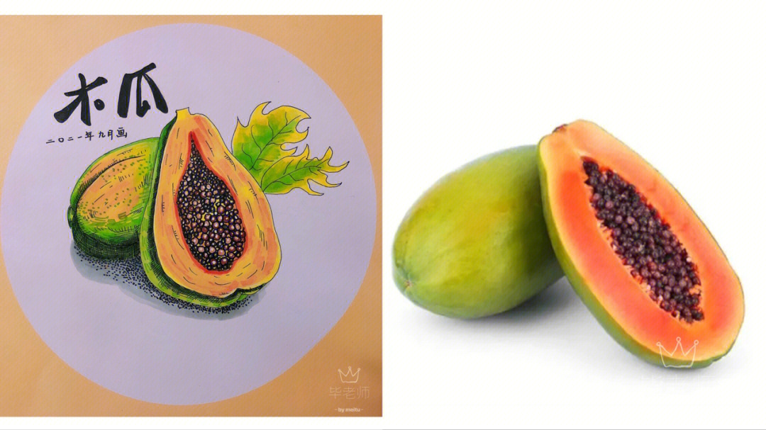 木瓜的画法图片