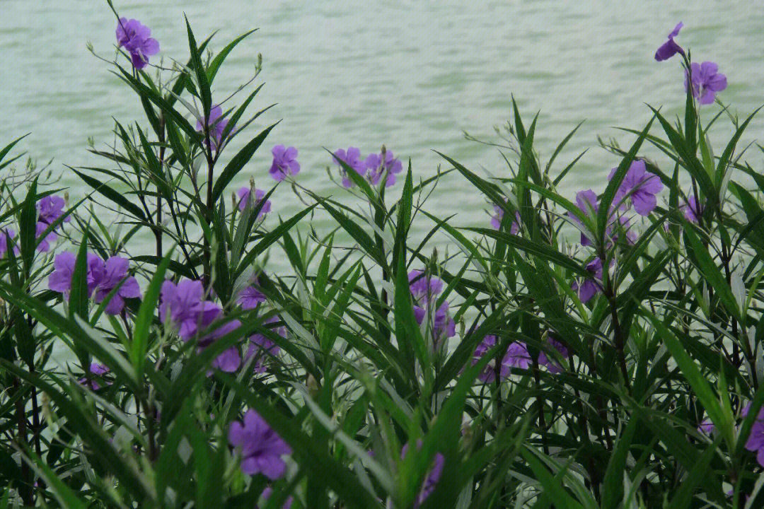 蓝花草种植繁殖图片