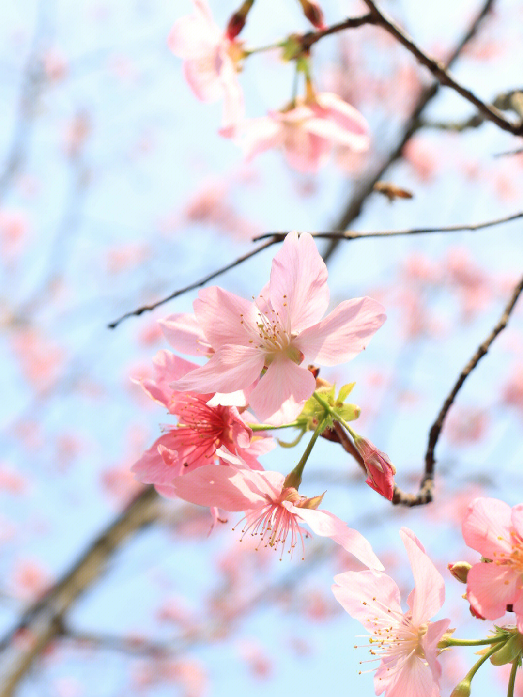 韶关学院樱花图片