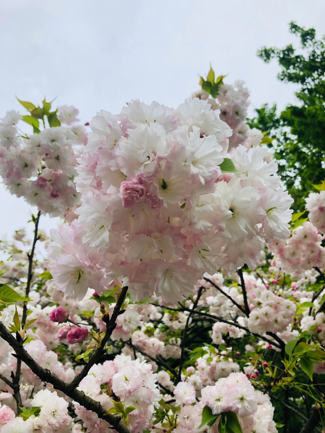 乌龟潭的日本晚樱