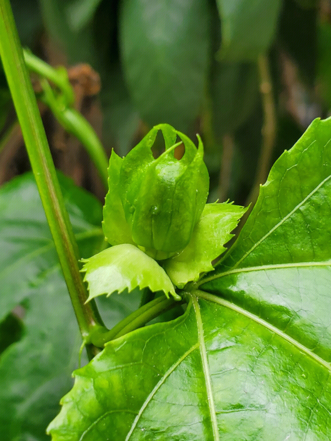 木奶果茎上开花图片