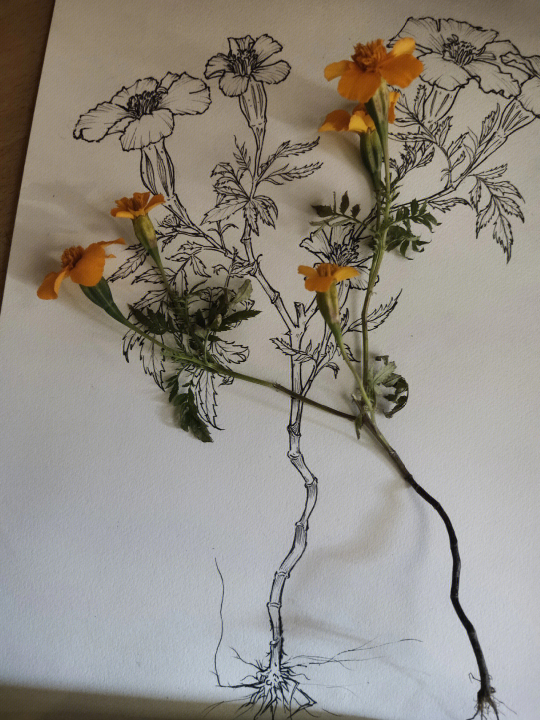 花卉写生线描