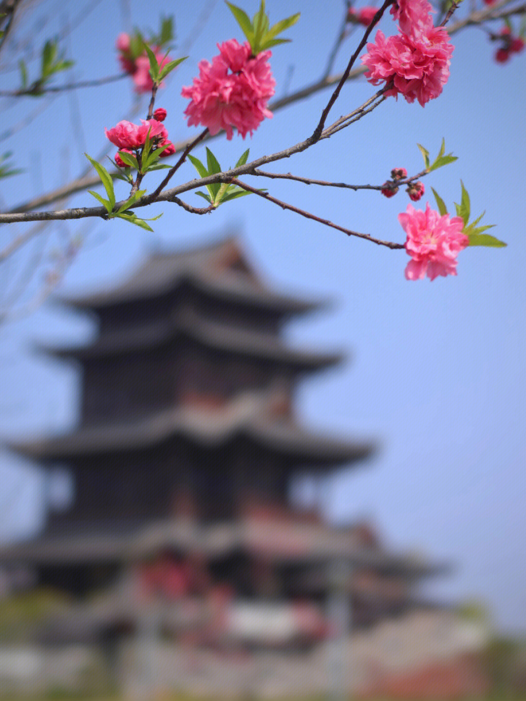 衡阳东洲岛桃花图片