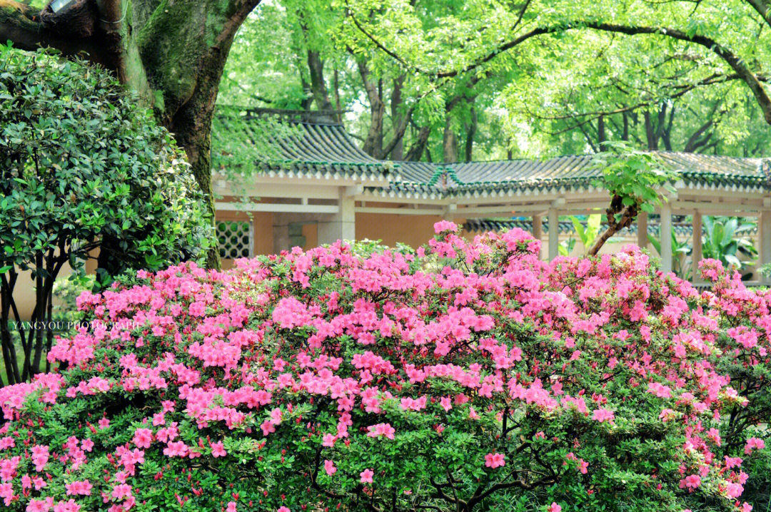 鹅岭公园赏花图片