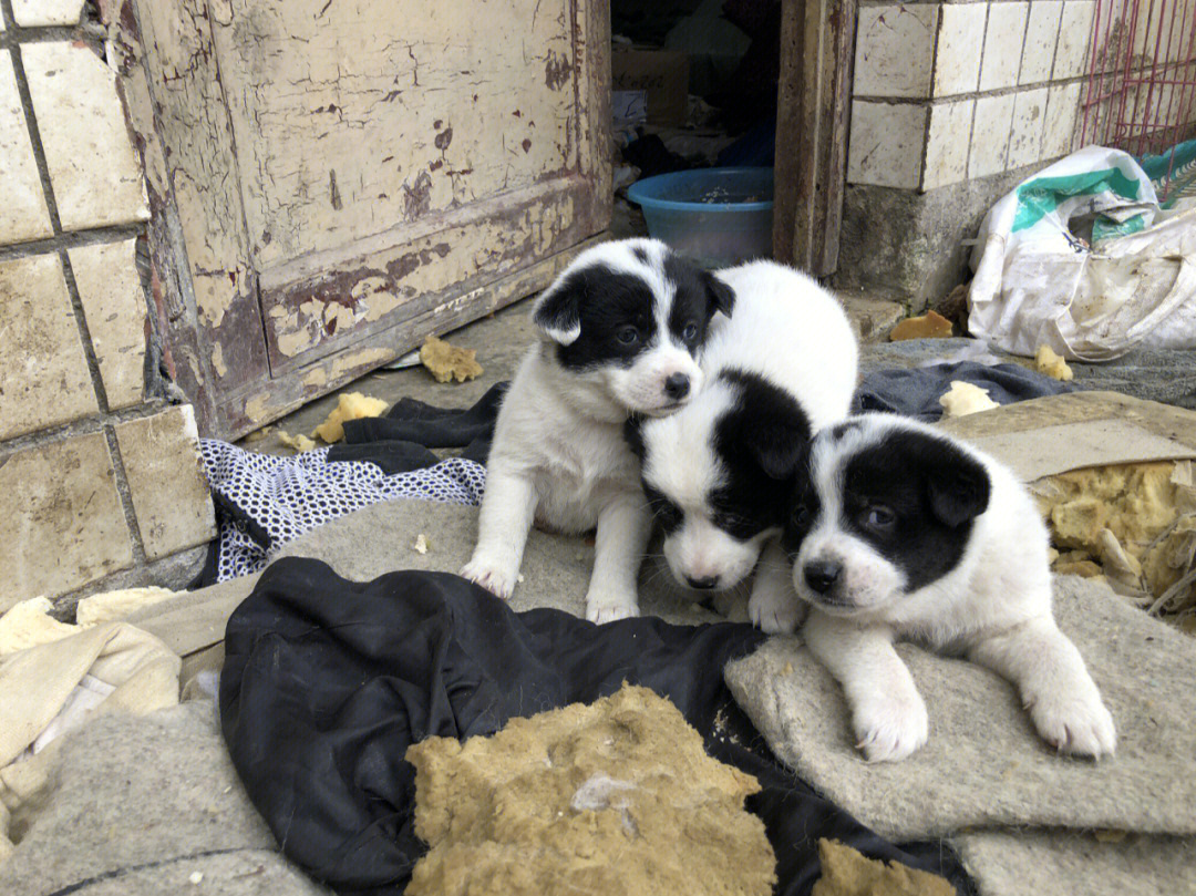 求领养宝藏狗狗一眼迷上惊到了零成本