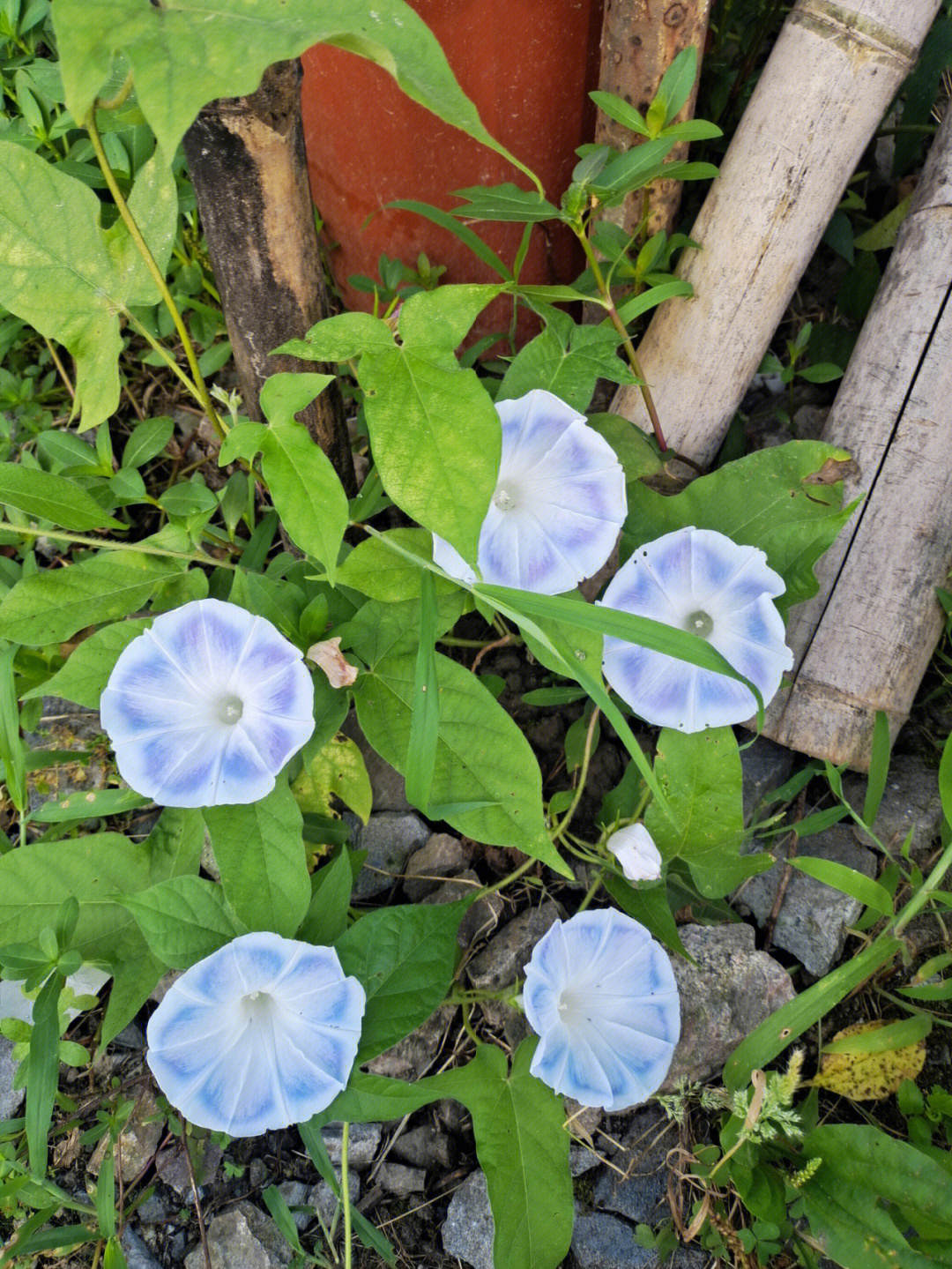 花轮高清图片