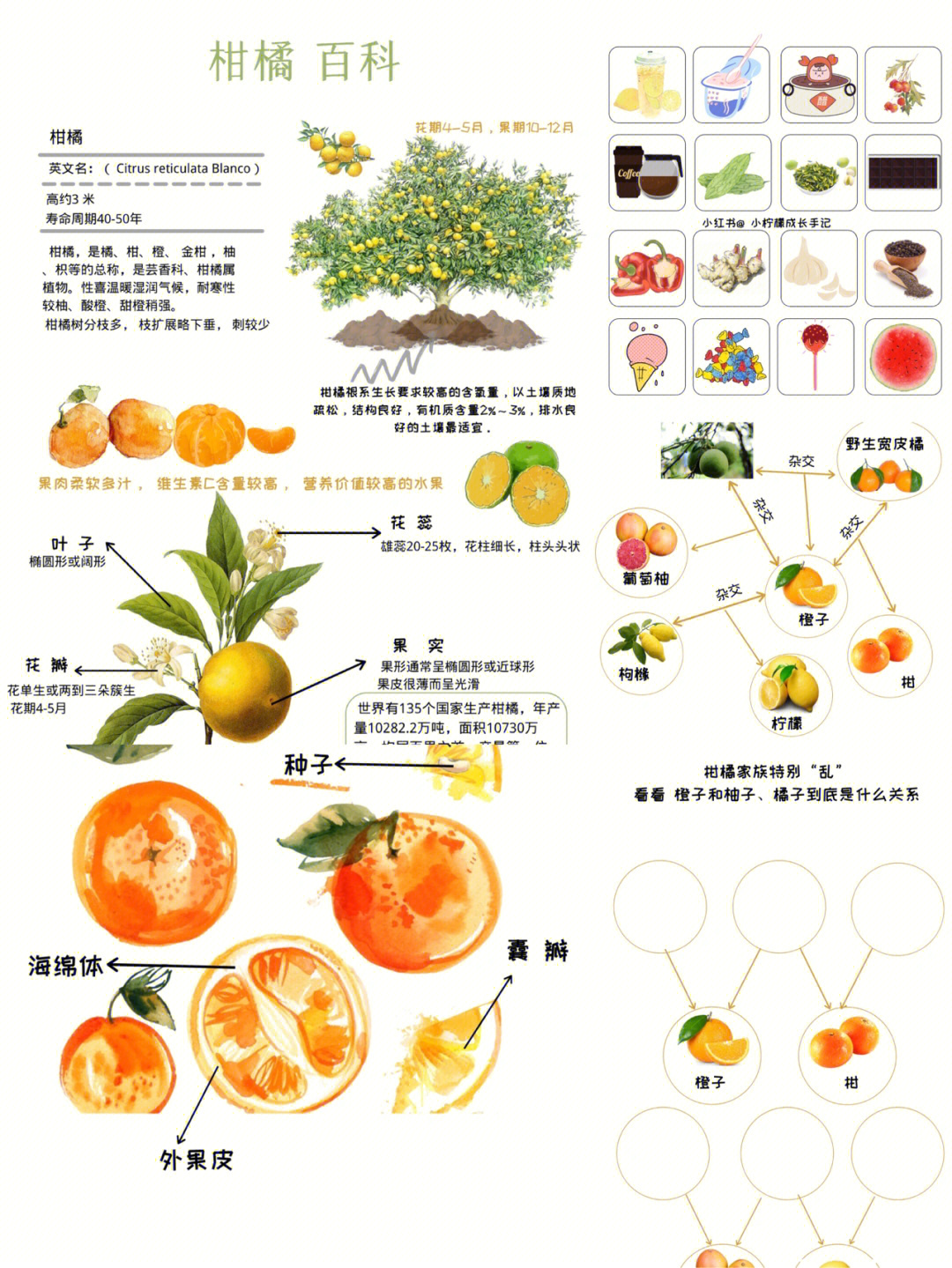 橙子生长周期图片