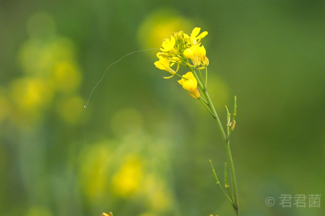 油菜花拍摄技巧