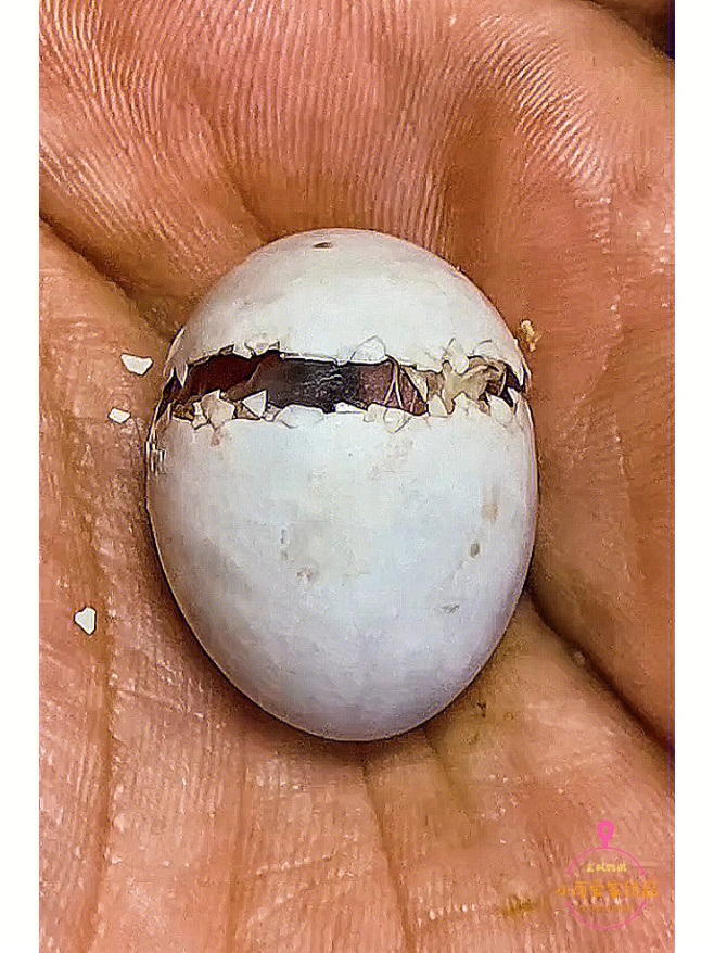 玄凤鹦鹉孵化蛋变化图图片