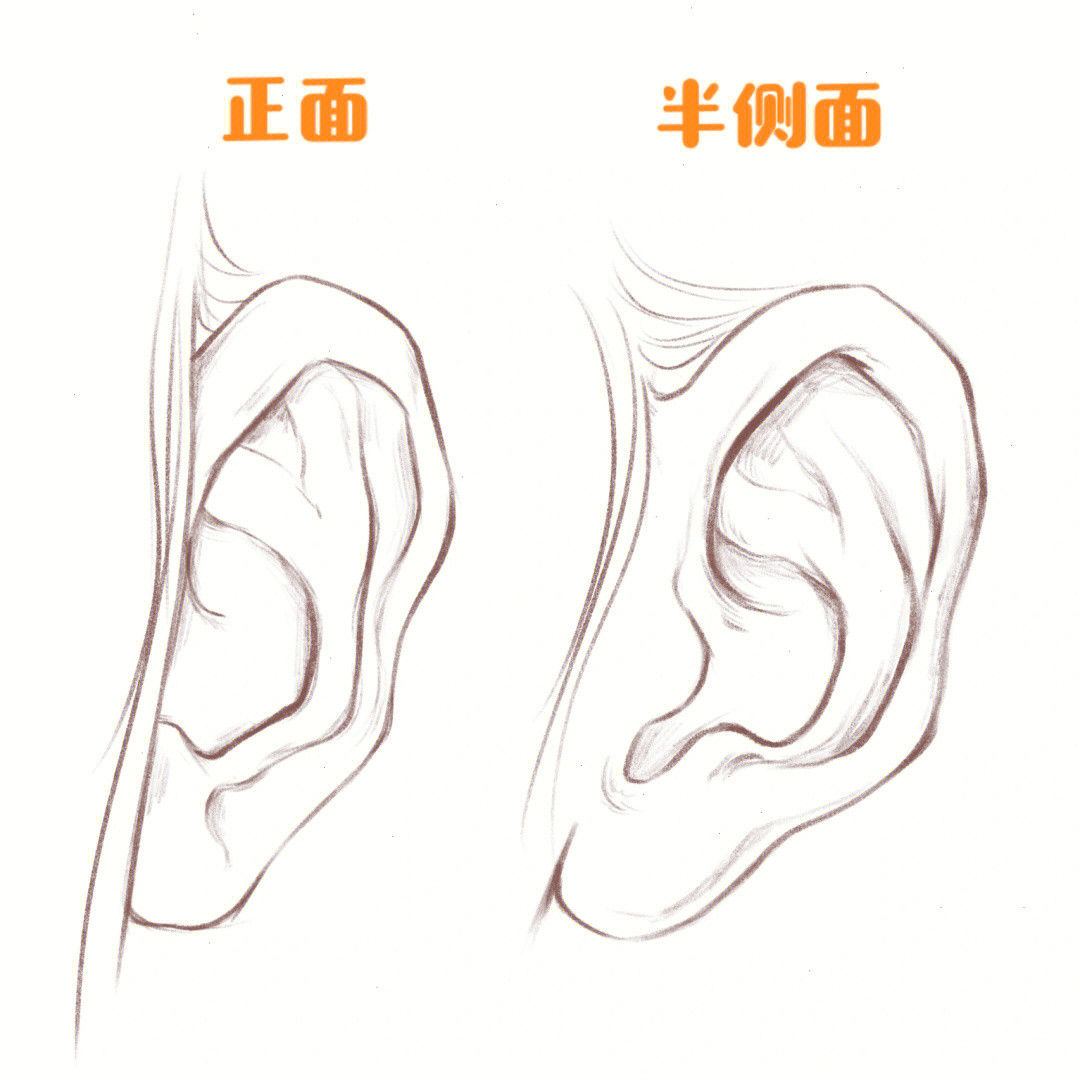 耳朵绘画步骤图