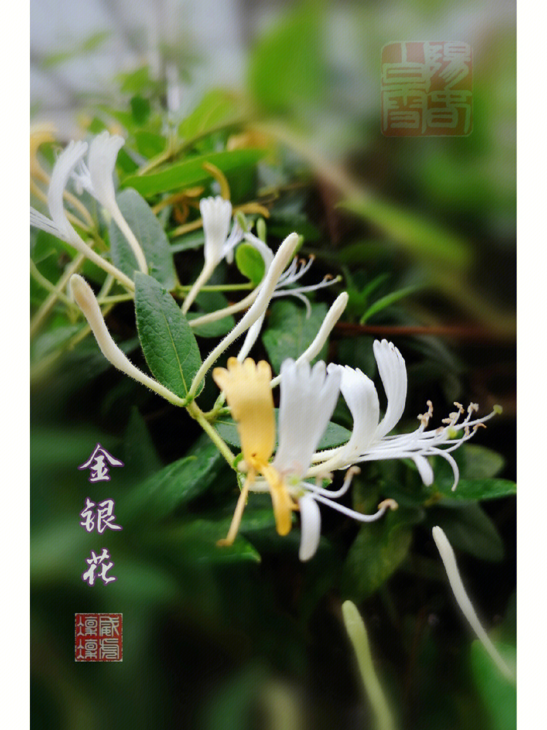 金银花是非常熟悉的中药,这种两色花的名字来自本草纲目,其实学名叫