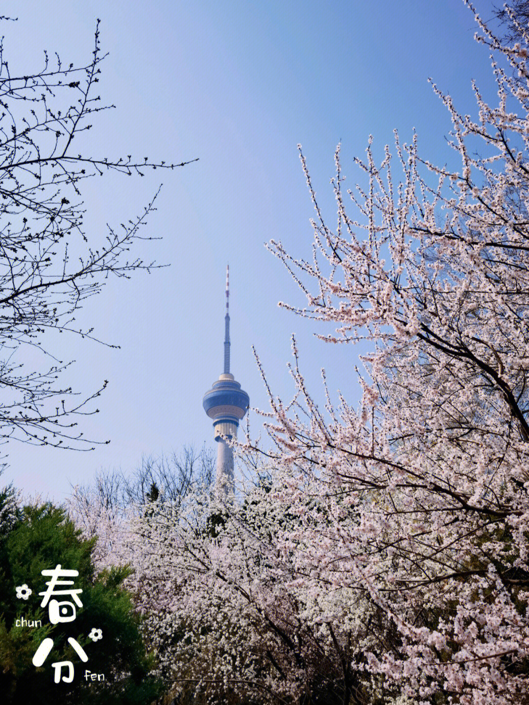 玉渊潭赏花时节