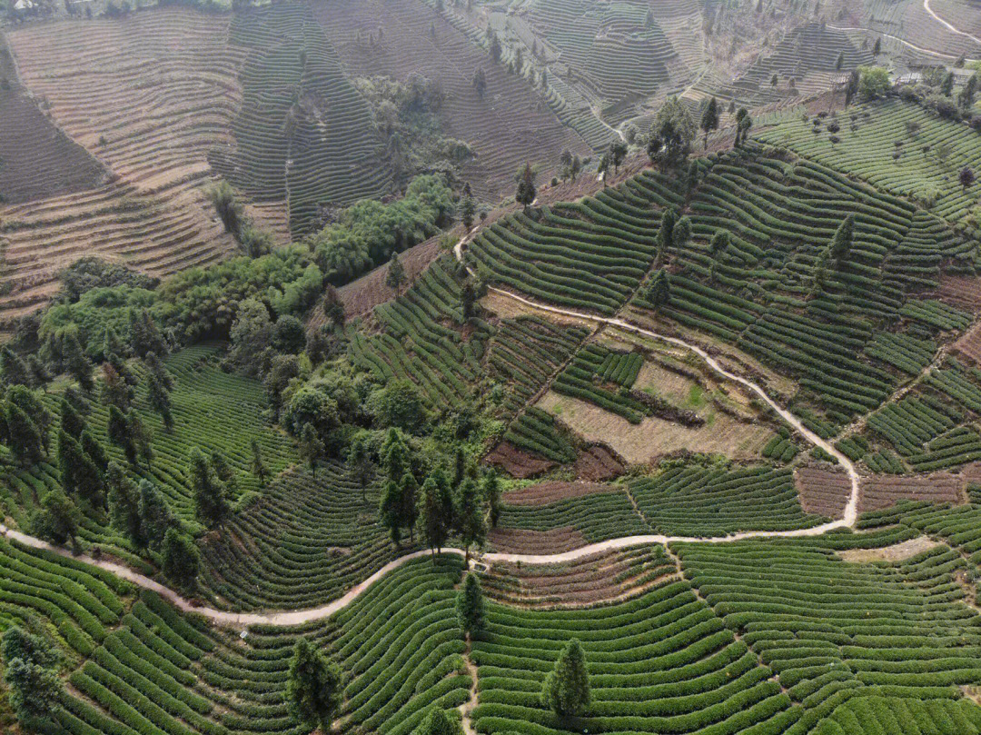 牛碾坪在名山区中峰乡海棠村,牛碾坪万亩观光茶园内,沟壑纵横,丘坪