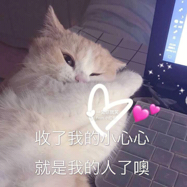 超可爱的猫猫表情包 和男朋友斗图表情包 和闺蜜斗图表情包 可盐可甜