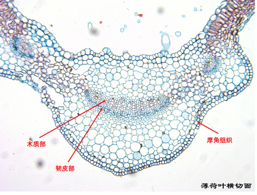 蕨叶横切结构图注释图片