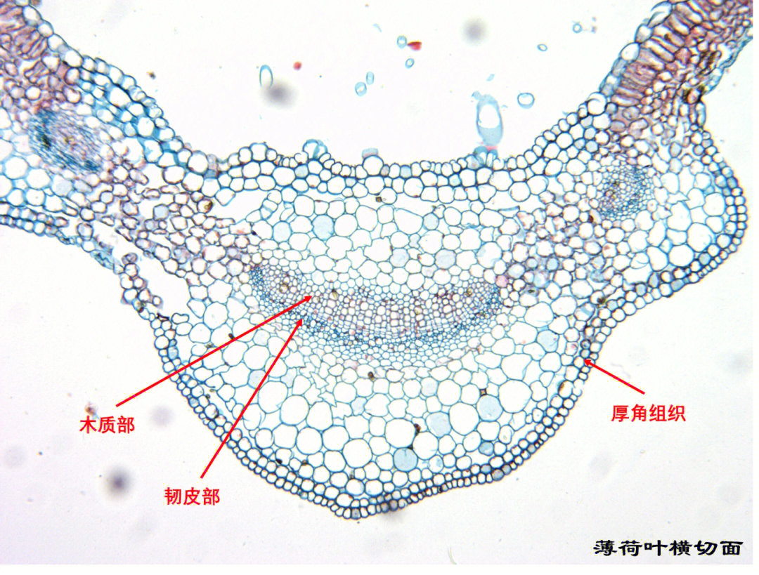 性状鉴别①茎方形,表面紫棕色或淡绿色②质脆,断面白色,中空③叶对生