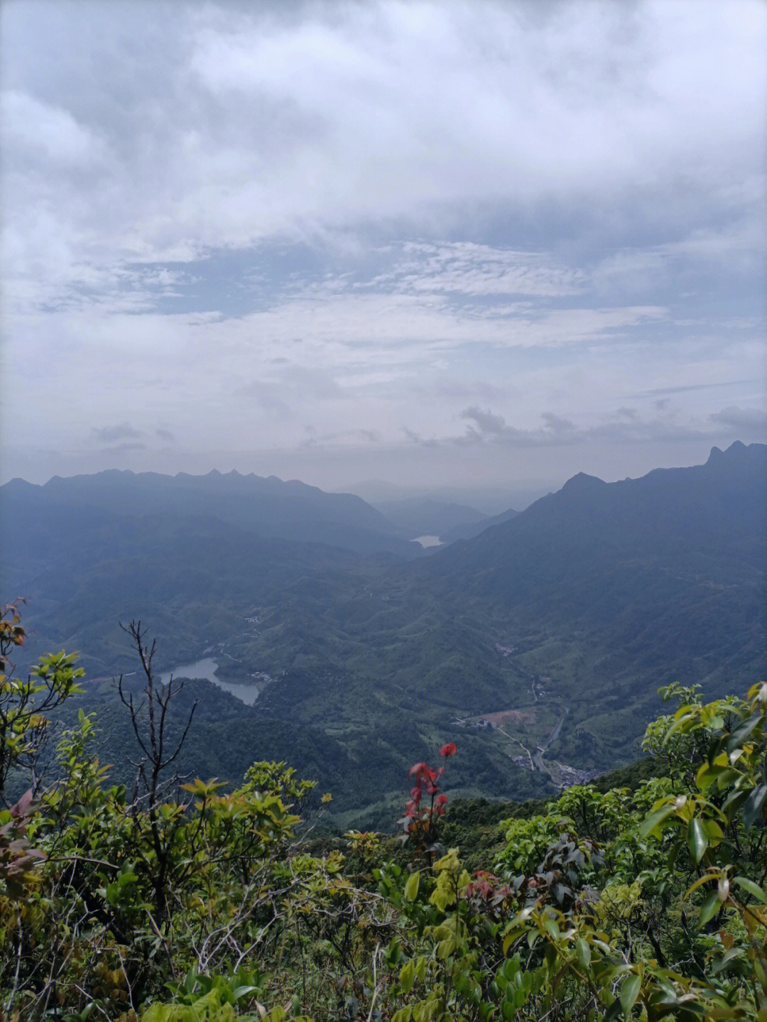 从化黄茶园图片