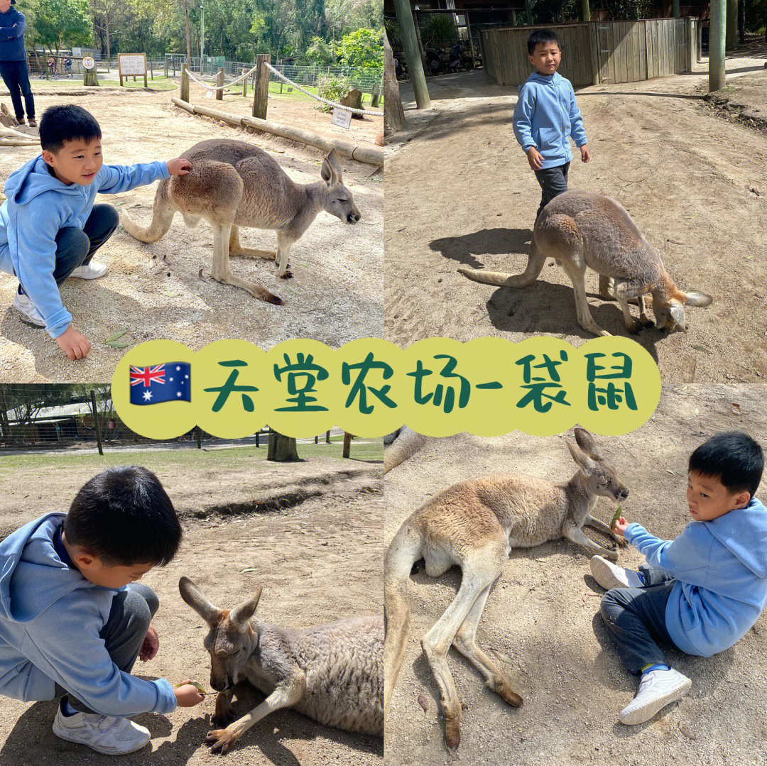 袋鼠摸狗头关爱智障图片