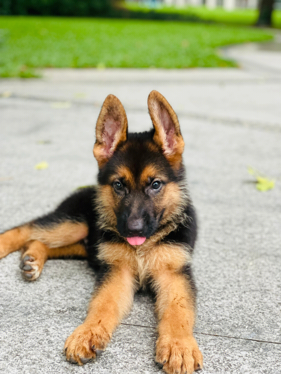 德国牧羊犬成长记