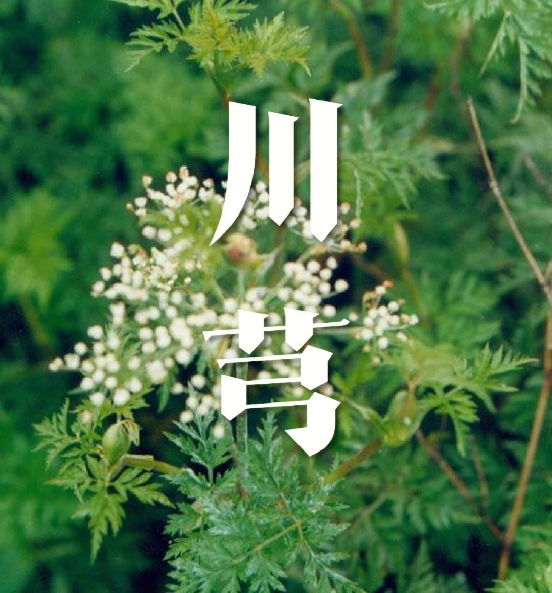 满子学中药(11—川芎