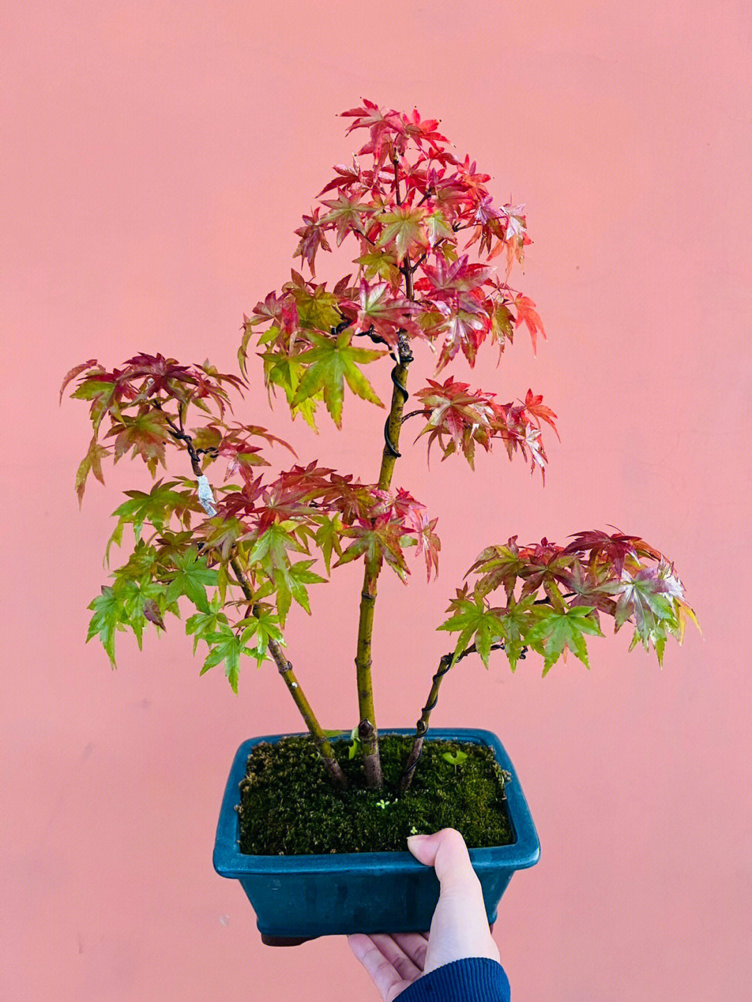 今年第一个变色的枫树品种日笠山