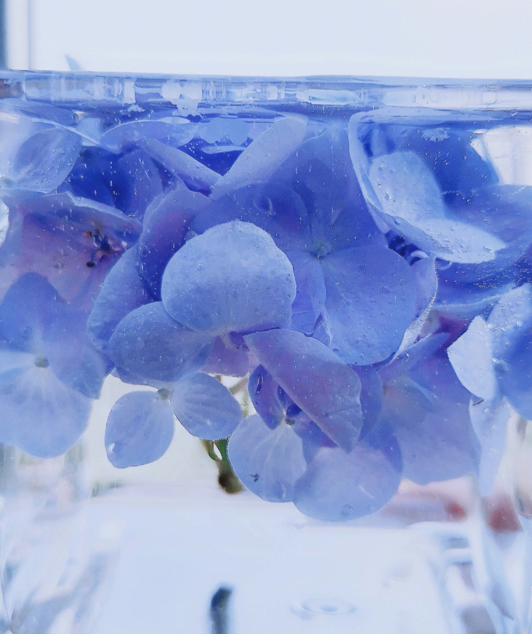 蓝色的花名称大全图片