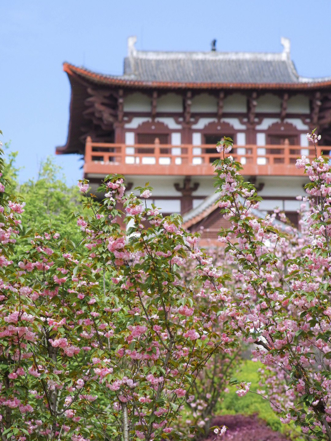 浣花溪公园樱花图片