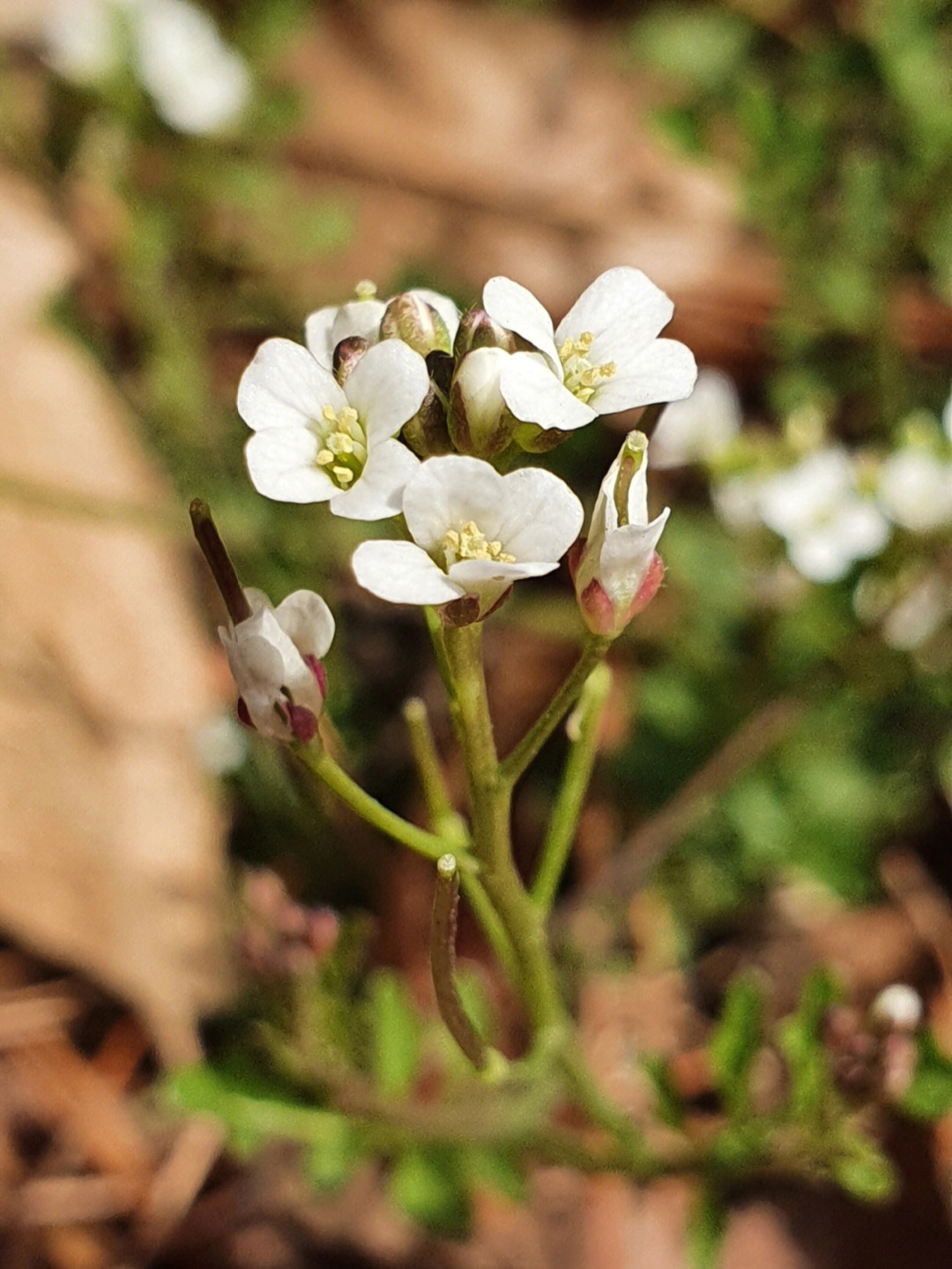 荠菜花