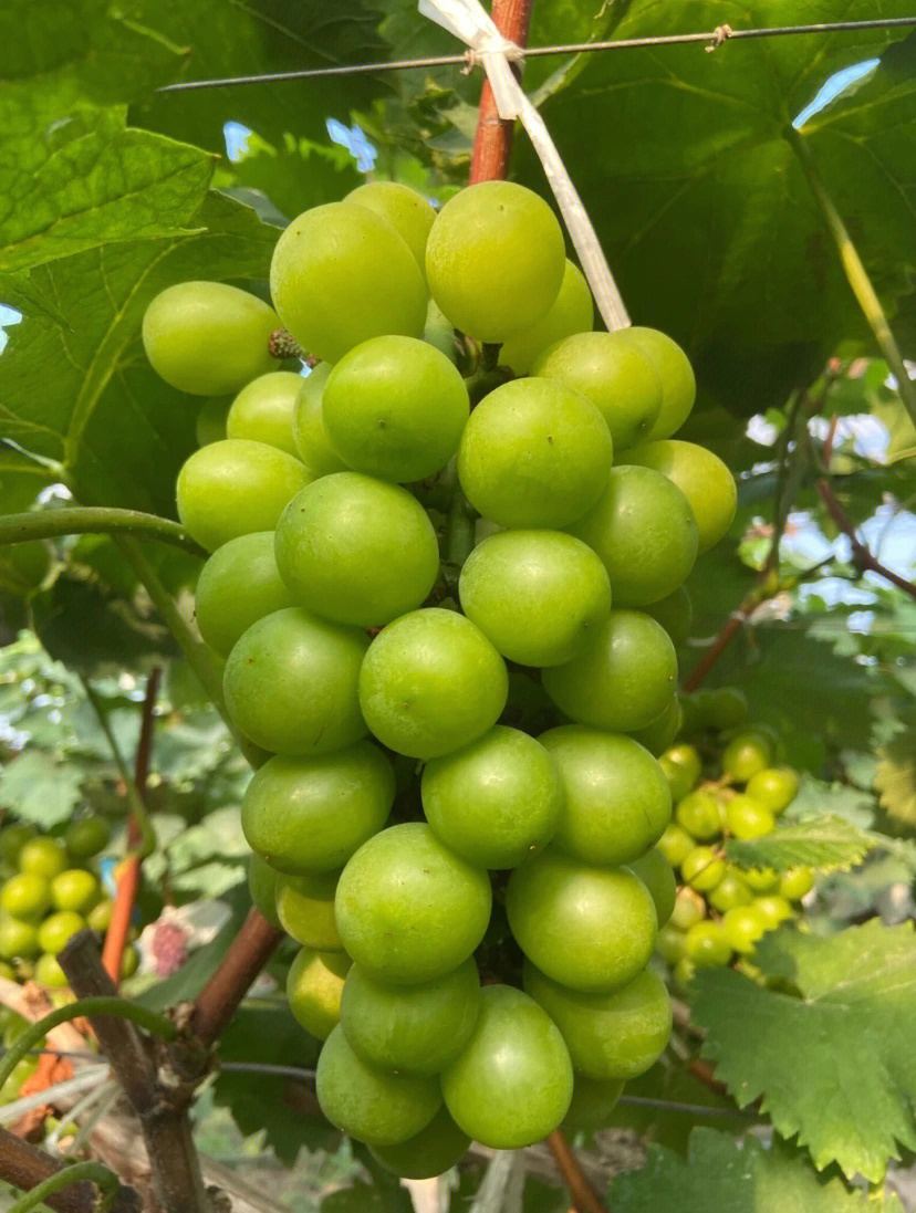 马陆葡萄成熟了
