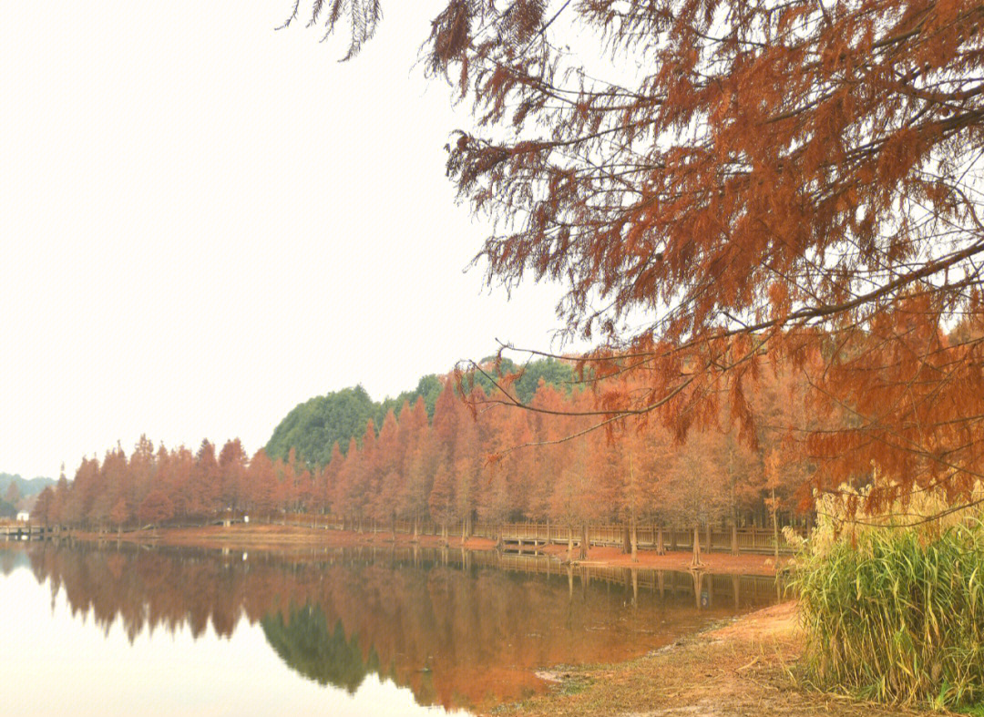 德阳东湖山公园红叶图片