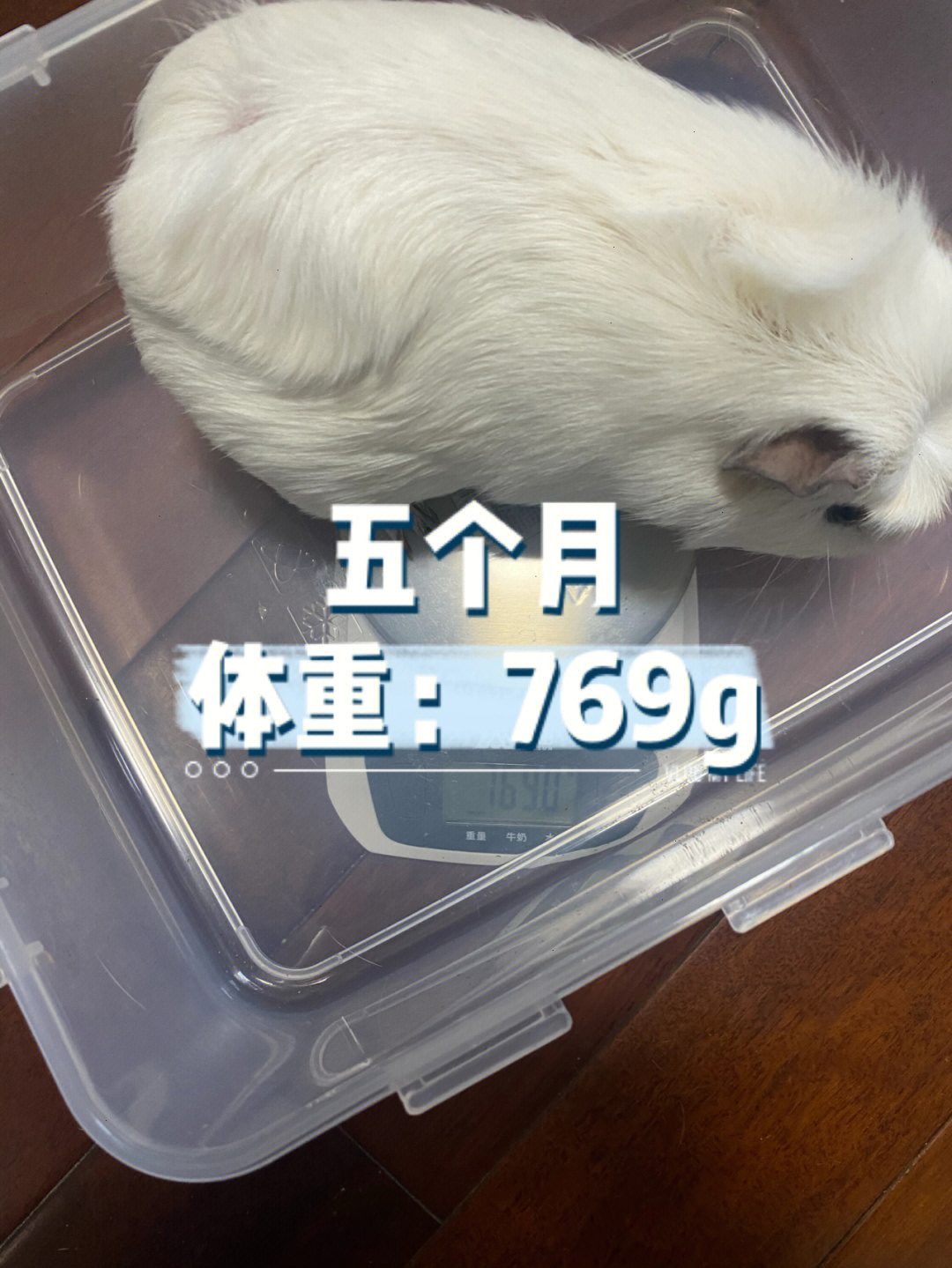 荷兰猪体重记录