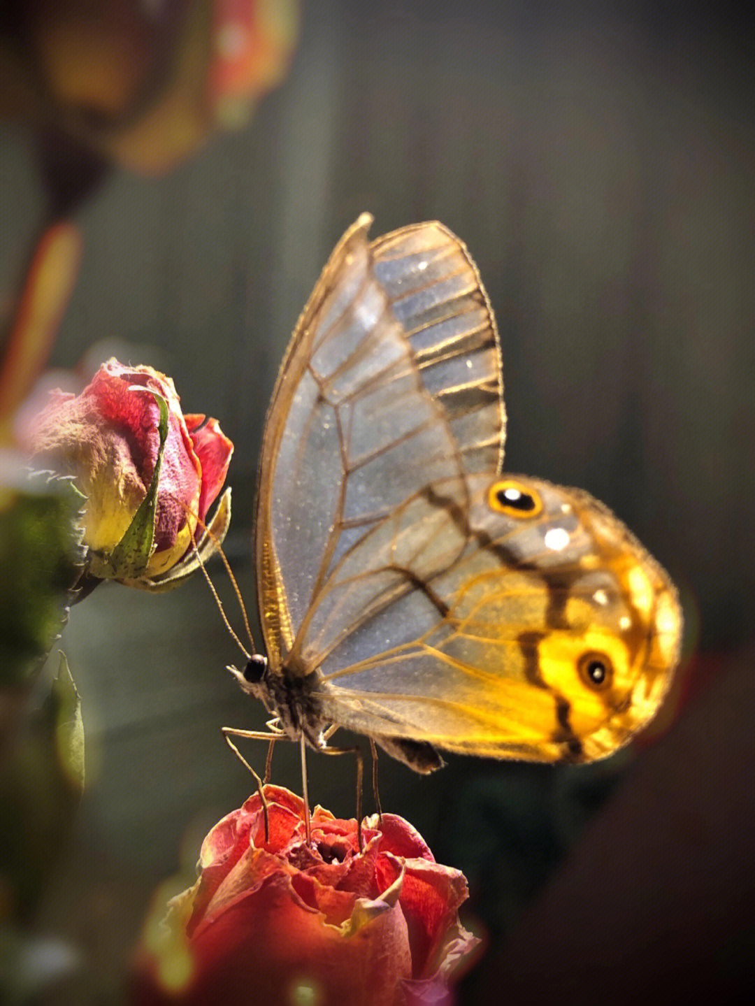 玫瑰水晶眼蝶幼虫图片图片