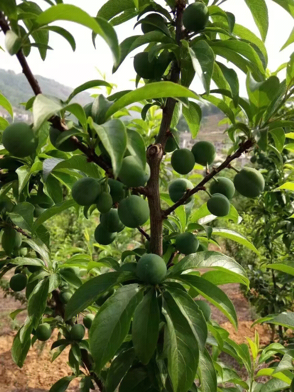 蜂糖李适合种植地区图片