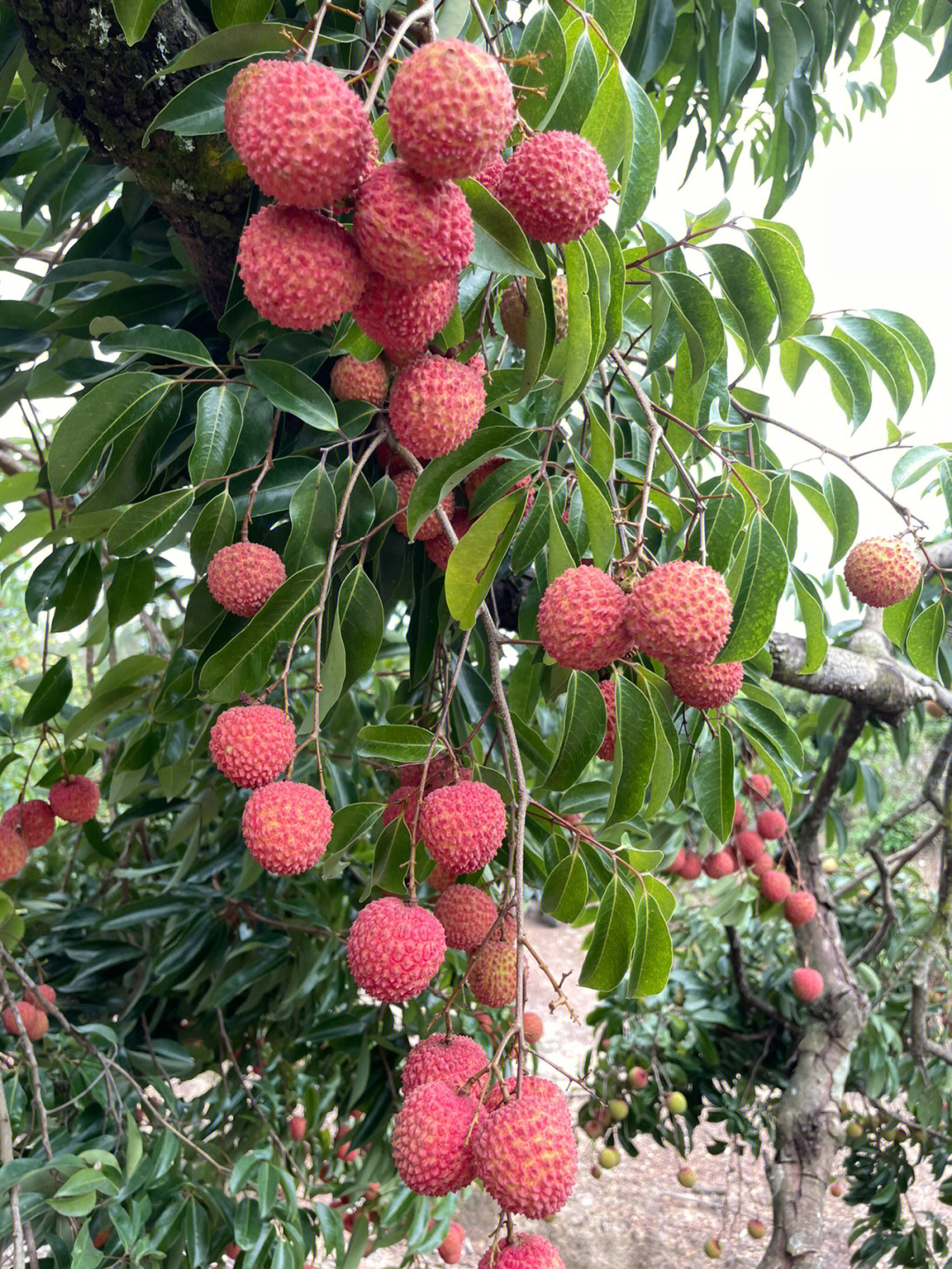 桂味荔枝