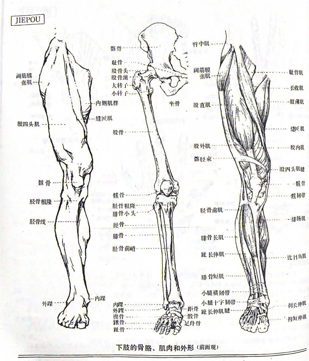 腿部肌肉图解大全高清图片