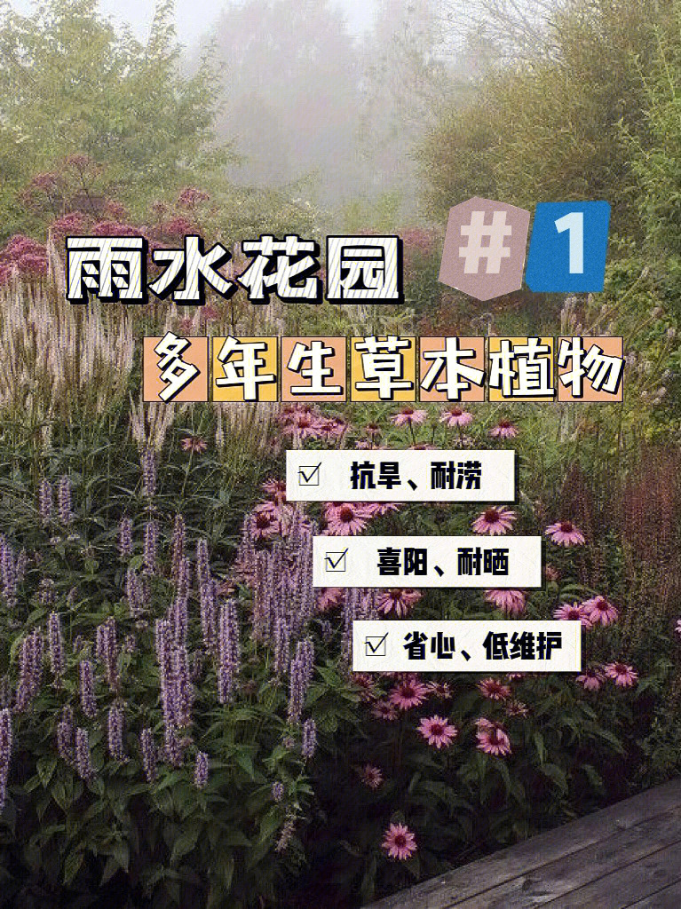 北方雨水花园常用植物图片