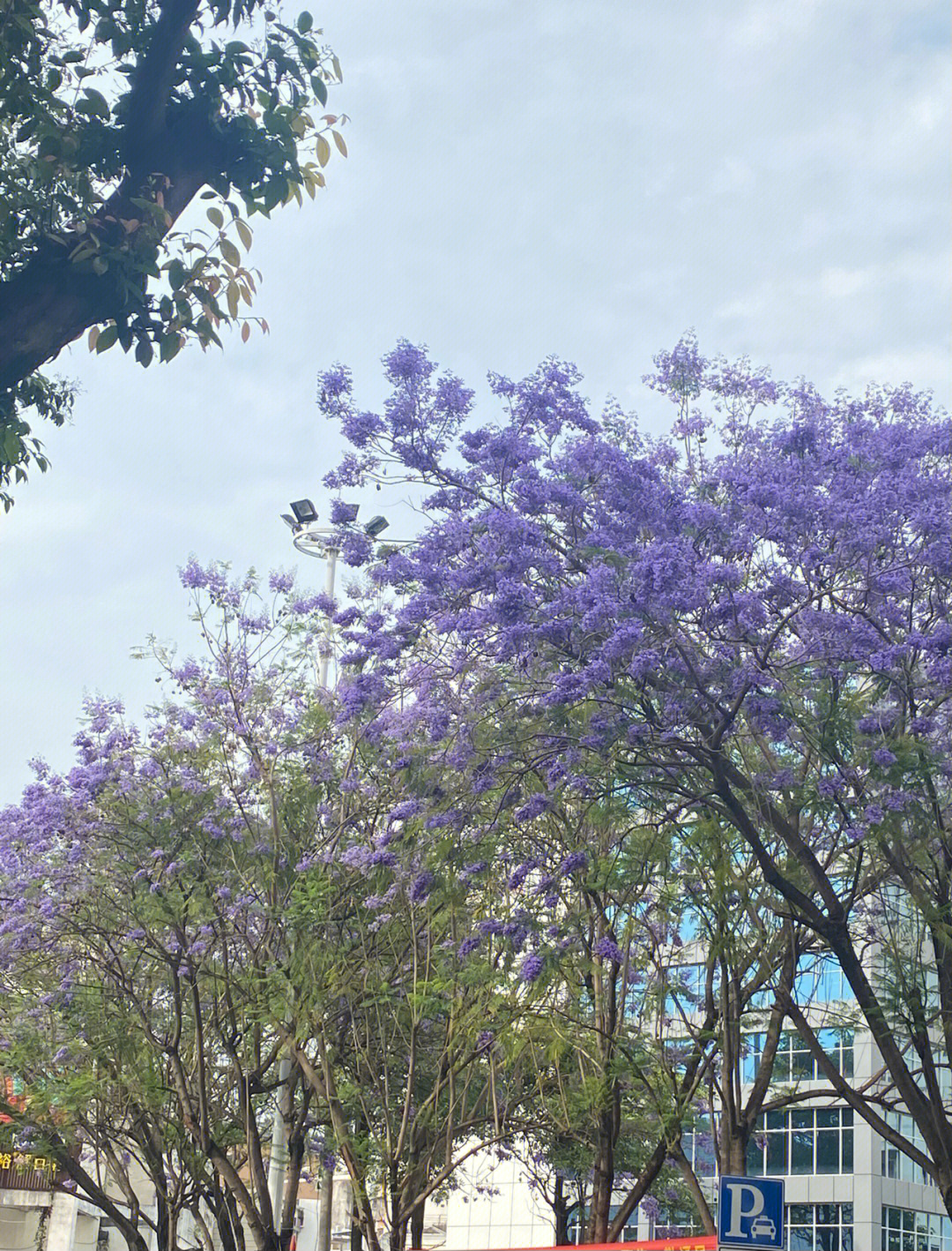 泡桐花和蓝花楹图片