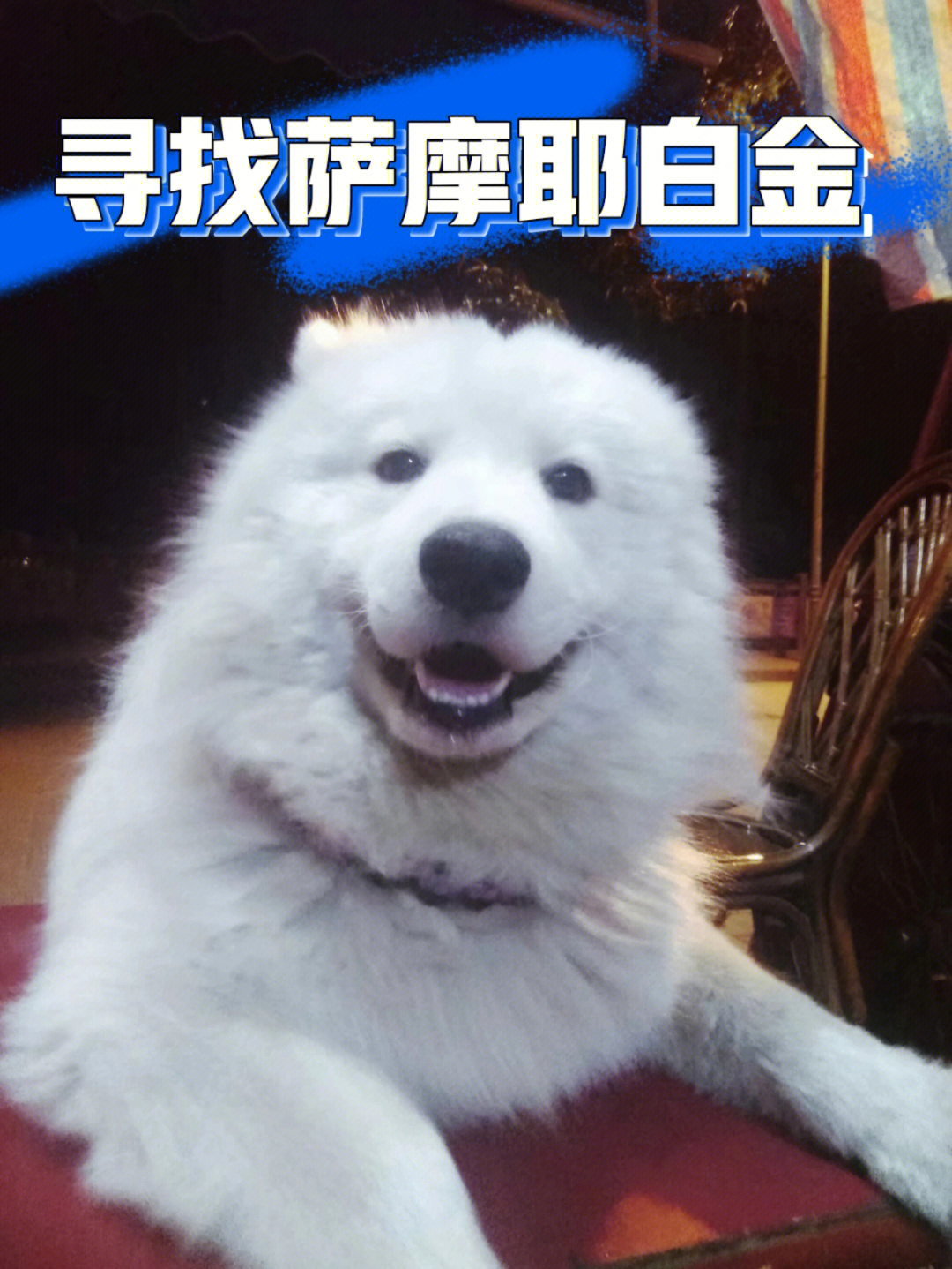 广州神山事件偷狗图片