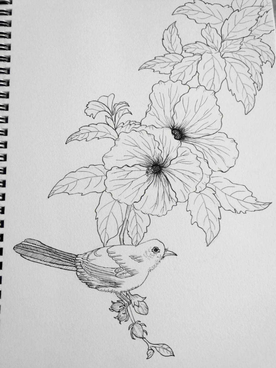 手绘线稿简单花卉图片