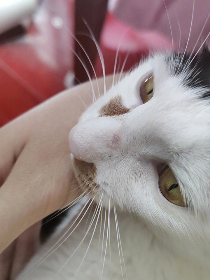 猫咪鼻子毛囊炎图片图片