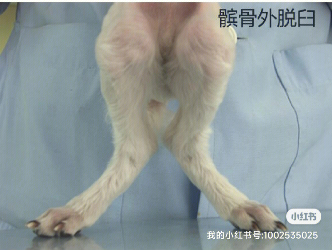 犬髌骨脱位手术过程图片